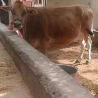 گاوجرسه آبستن سنگین