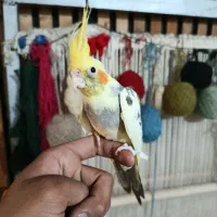 جوجه عروس|پرنده|قرچک, مهدیه|دیوار