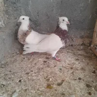 کبوتر|پرنده|برازجان, |دیوار