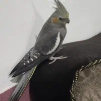 فروش عروس هلندی