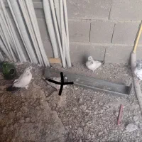 کفتر کله دم سبز