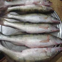 ماهی تازه سوف