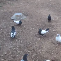 کبوتر سینه ای و دمسیاه