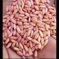 گندم آذر۲