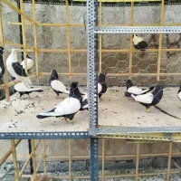 کفتررنگی سینه سیاه کبوتررنگی پشت سیاه زرد