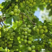 نهال خاص ترین.|حراج|سرایان, |دیوار