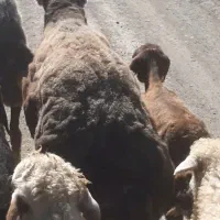 دوتا شک نر برای قربانی