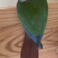 طوطی گرینچیک خونگی ۳ماهه|پرنده|مهریز, |دیوار