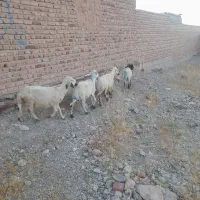 میش پیر کیلو 420 تومان زرند حمیدیه