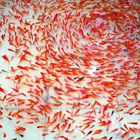 ماهی قرمز  دوسانت و سه سانتی