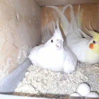 فروش عروس هلندی مولد