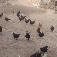 خروس محلی|حیوانات مزرعه|رزن, |دیوار