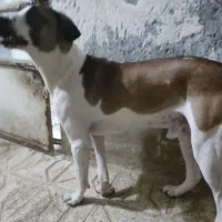 مهربون و تک شناس|سگ|مشهد, نوده|دیوار