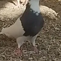 طوقی|پرنده|فامنین, |دیوار