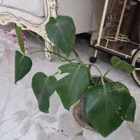 6تا گل و گلدان باهم ۶۰۰