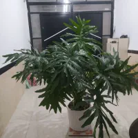 گل برگ انجیری