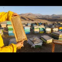 عسل طبیعی کوهستان ارسال در شهر قم رایگان|خوردنی و آشامیدنی|قم, چهل درخت‎|دیوار