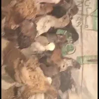 جوجه محلی اصل یک ماه و نیم