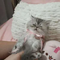 گربه سوپرفلت پرشین|گربه|رشت, کوی حسینی|دیوار