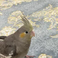 عروس نر رام و دستی چهار ماهه|پرنده|تهران, افسریه جنوبی|دیوار