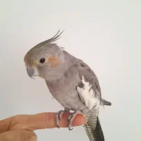 عروس هلندی بالغ رام