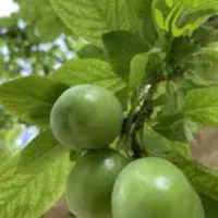 باغ  معاوضه باخانه یاخودرو صومعه