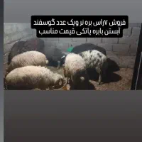 فروش ۹عدد بره