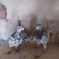 کبوتر طوقی سار سبز|پرنده|چناران, |دیوار