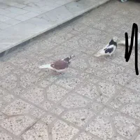 کفتر|پرنده|شاهرود, |دیوار