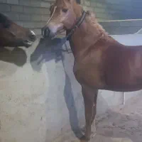 اسب عرب.|اسب و تجهیزات اسب‌سواری|تبریز, |دیوار