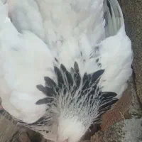نیمچه برهما