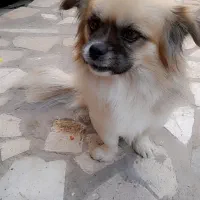 سگ پاپی|سگ|تربتحیدریه, باغ ملی|دیوار