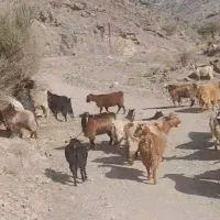 پنجا راس بز|حیوانات مزرعه|کوهبنان, |دیوار
