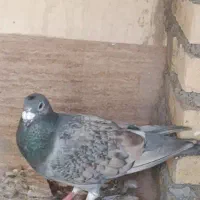 پشت طاووسی