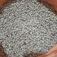 لوبیا چیتی صالح