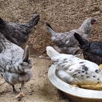 جوجه نیمچه آیسبار مرغ خروس