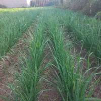 سبزی خورشتی|خوردنی و آشامیدنی|شوش, |دیوار