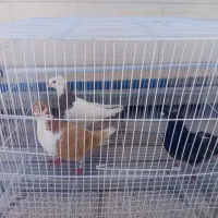 کبوتر یا کفتر