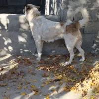 سگ لاس دوساله|سگ|مبارکه, |دیوار