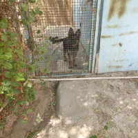 گم شدن سگ|حیوانات|اشتهارد, |دیوار