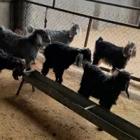 بزو بزغاله فروش|حیوانات مزرعه|آبدانان, |دیوار