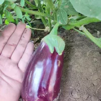 دنبال شریک هستم برای زراعت در کاشت بادمجون خیار|فعالیت داوطلبانه|جهرم, |دیوار