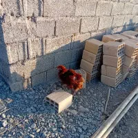 مرغ خروس گلپایگان|حیوانات مزرعه|هشتگرد, شهرک راه آهن|دیوار