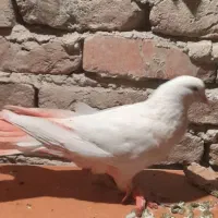 یک عدد کبوتر نر پاپر سفید عالی عالی