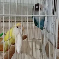 یک جفت کوتوله با تخم|پرنده|مشهد, ابوذر|دیوار