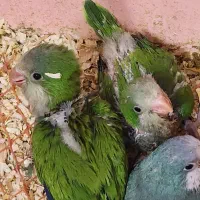 جوجه سرلاکی راهب