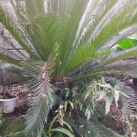 سیکاس|گل و گیاه طبیعی|لنگرود, |دیوار