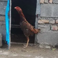 مرغ لاری و افغان