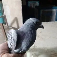 کبوتر‌ مفت|پرنده|تهران, امیر بهادر|دیوار