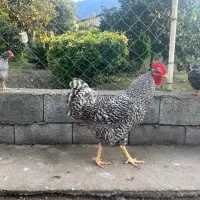 مرغ و خروس